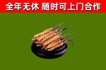 莆田回收冬虫夏草