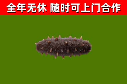莆田回收海参干